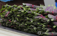 금배추 이어 상추·오이·고추도 고공행진…깻잎 한장에 100원