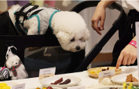 “댕냥이 구강케어 걱정마세요”…제약사, 덴탈제품 라인업 강화